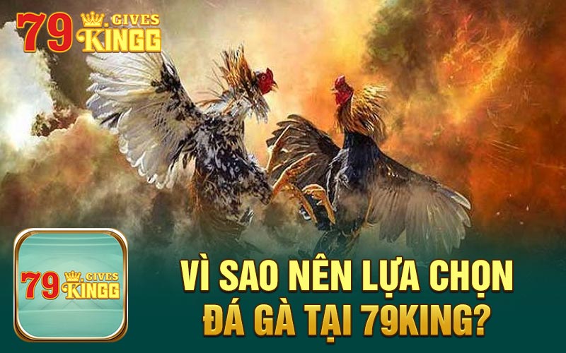 Vì sao nên lựa chọn đá gà tại 79King?